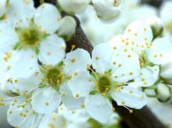 盆栽十里香花怎么养