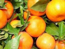 柑橘肥害补救措施