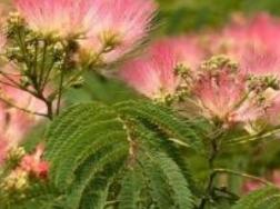 蓉花树花的功效