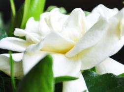 栀子花烂叶黑叶怎么办