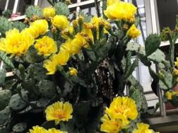 仙人掌是花吗，特点是什么