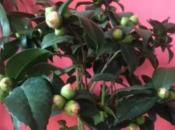 茶花掉花苞是怎么回事