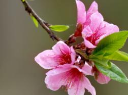 桃花树能活多少年