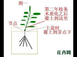 铁线莲笋芽与叶芽有哪些区别？