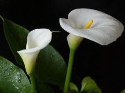 马蹄莲花语是什么，马蹄莲的寓意歌颂友情之美