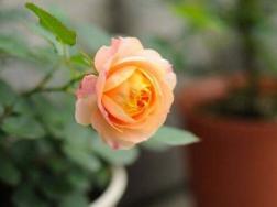 月季花怎么浇水，月季花的浇水方法
