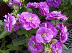 紫罗兰的花语是什么，送紫罗兰代表什么意思