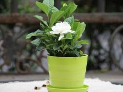 栀子花夏天怎么养，栀子花夏天养殖方法
