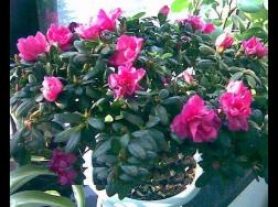杜鹃花春季怎么养，杜鹃花春季养护方法