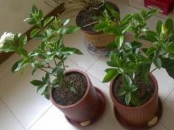 栀子花什么时候移栽好，栀子花的移栽方法