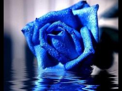 蓝色妖姬寓意是清纯的爱和敦厚善良的爱。