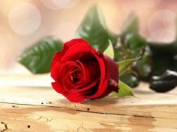玫瑰花送几朵代表什么，求婚首选99朵玫瑰花