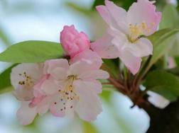 海棠花烂茎了怎么办，烂茎原因以及解决方法