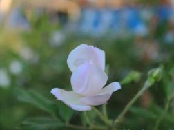 蔷薇花病害及防治方法，四种病害的症状以及防治