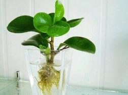碧玉花能水养吗，可以水养并且方法简