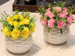 盆栽康乃馨怎么养，必须要掌握的5大