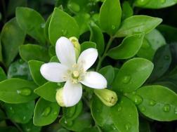 九里香花的功效与作用，药用价值最为关键
