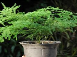 文竹为什么要用茶水浇，有利于它的生长但要注意用法