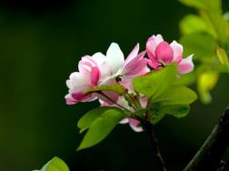 海棠花开的季节，春夏两季开放（2个月花期）