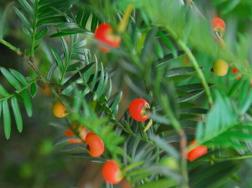 红豆杉要公母同养吗，只有公母同样才能开花结果
