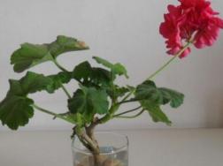 天竺葵泡水生根方法，3步即可天竺葵的水培