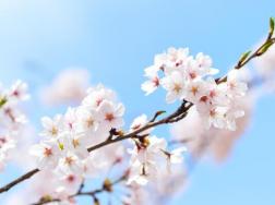 樱花怎么浇水，不同的季节植株对水分的需求也不同