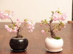 樱花可以放在室内吗，室内养护一定要加强光照