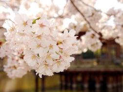 樱花树苗的种植方法，5步即可完成樱花的种植