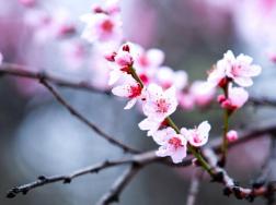 桃花什么时候开，每年的3~4月绽放