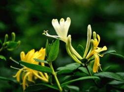 金银花为什么不开花，可能是光照、养分不足导致
