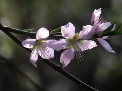 桃花的繁殖方式有哪些，扦插、播种、嫁接三种方法繁殖