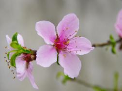 桃花是什么季节开，在每年的春季绽放