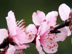 桃花好养吗