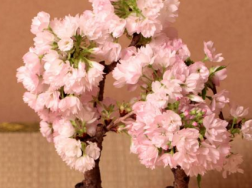 家里可以养桃花吗