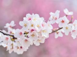 樱花树几天浇一次水，春夏秋冬四季浇水各不相同