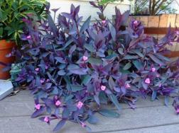 盆栽紫竹梅怎么养，5步教你养好紫竹梅盆栽