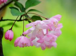垂丝海棠什么时候开花，其花期在每年的3~4月