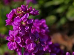 紫罗兰怎么繁殖，主要以播种的方法进行繁殖
