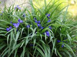 紫露草的养殖方法，将其放在室内光线明亮处即可