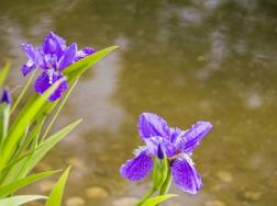 紫蝴蝶花怎么养，用疏松肥沃的微碱性