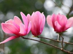 木兰花花语是什么，高尚的灵魂、崇高的敬意