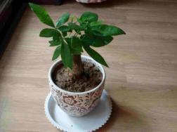 小发财树能长大吗，能长大并且生长速度很快