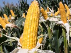 玉米靠什么传播种子，通过风、动物、人进行传播