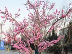樱花树能插活吗
