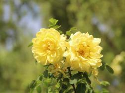 黄刺玫的花语：希望与你泛起激情的爱。