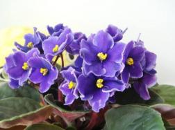 紫罗兰图文片花语，不同颜色有着不同的含义