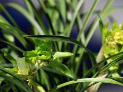 常见兰花品种图文片名称，常见的有春兰、蕙兰以及建兰