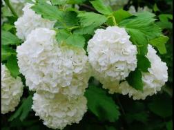 白色绣球花的花语代表着光明的希望之光