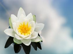 雪莲花，花语：纯白的爱、坚韧、纯洁、给人们带来希望
