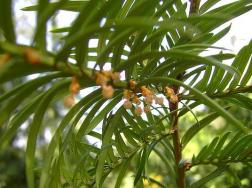 红豆杉的作用，天然抗癌良药